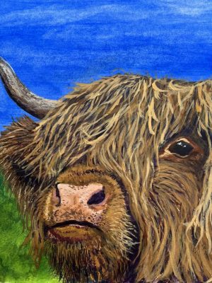 Highland Cow